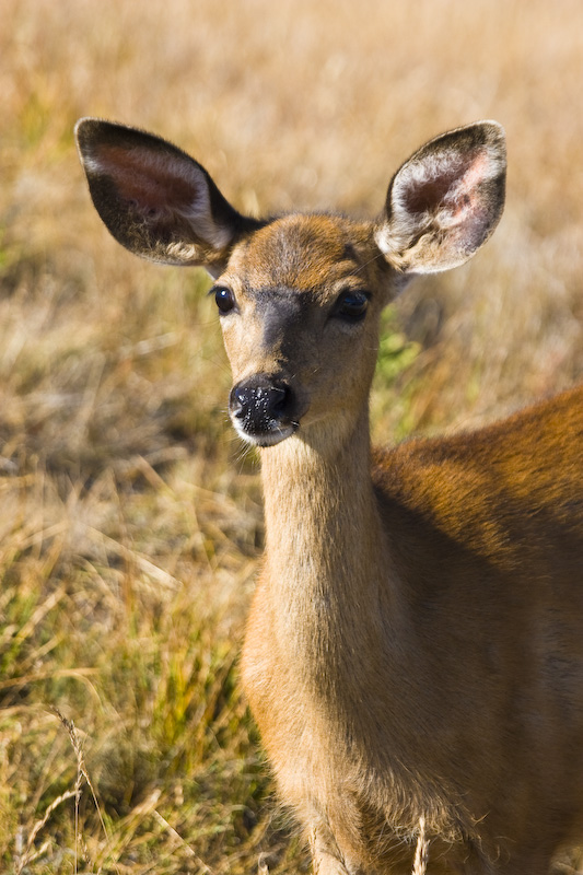 Mule Deer